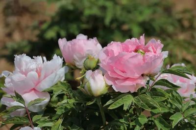 合澗鎮 洪谷牡丹香滿園，芍藥爭艷春意濃