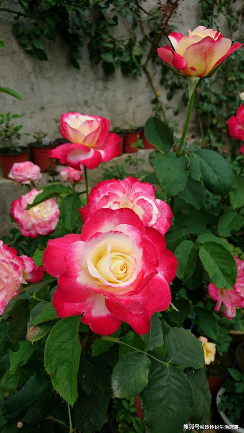 賞花何必獨牡丹？精品月季“紅雙喜”，花中皇后更勝芳